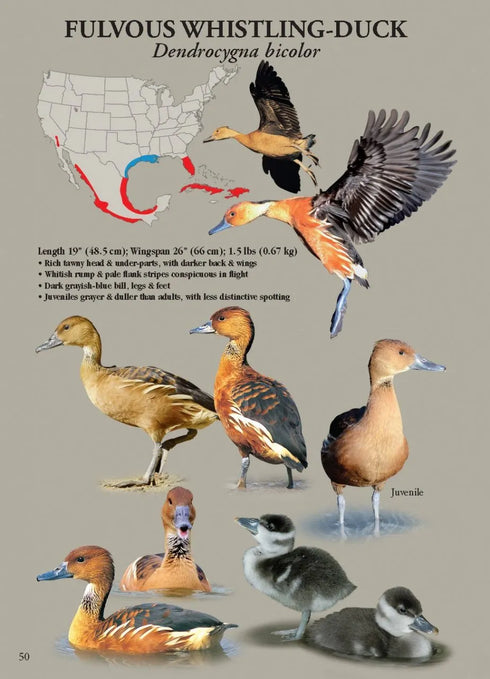 North American Ducks, Geese and Swans: an identification guide - Frank Todd 2018